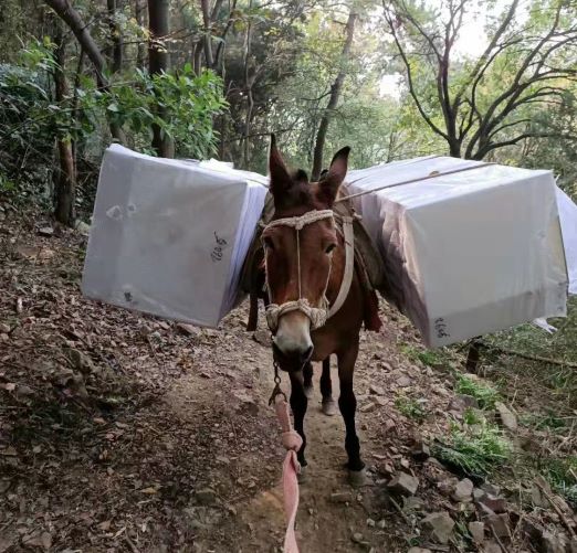 江西福建骡子运输队