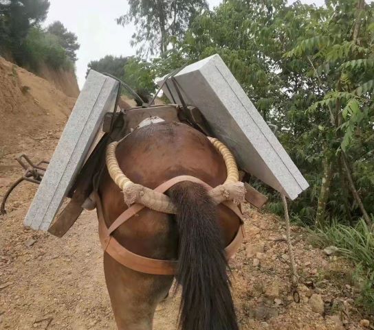 江西深圳骡马运输队